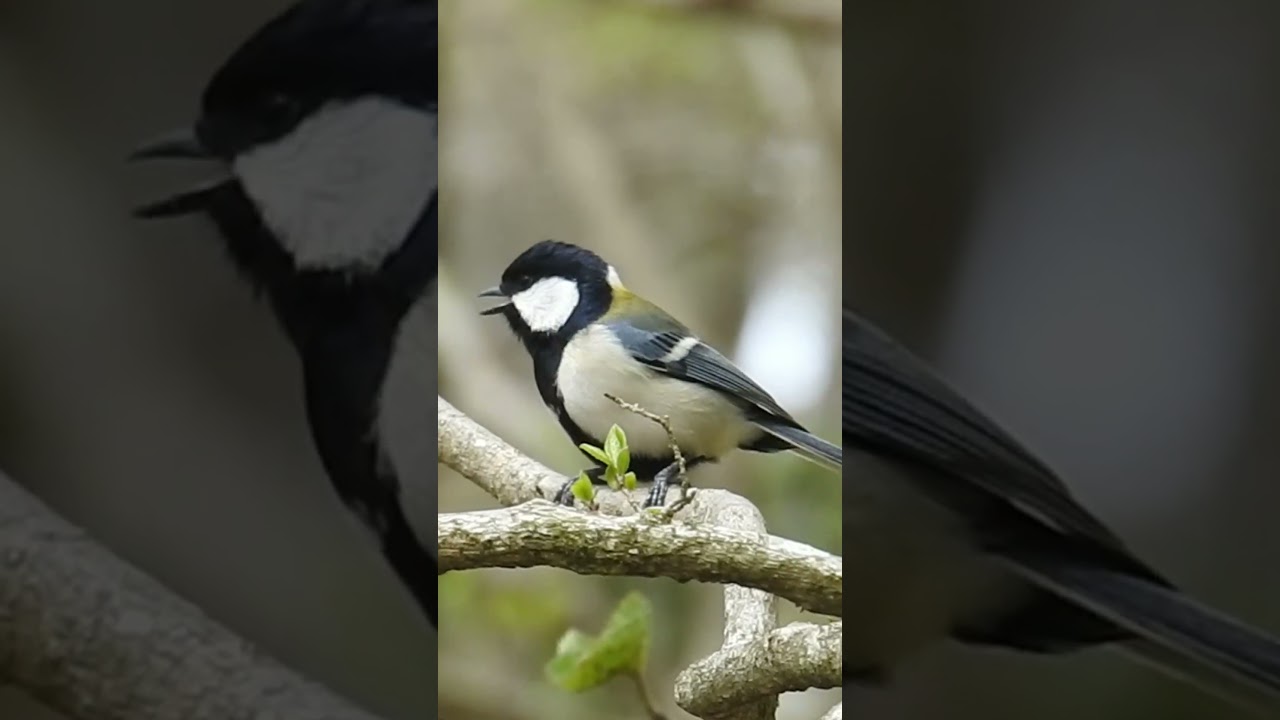 解説！鳥の鳴き声図鑑#035 ～鳥のさえずり聞き比べ2～｜OM SYSTEM