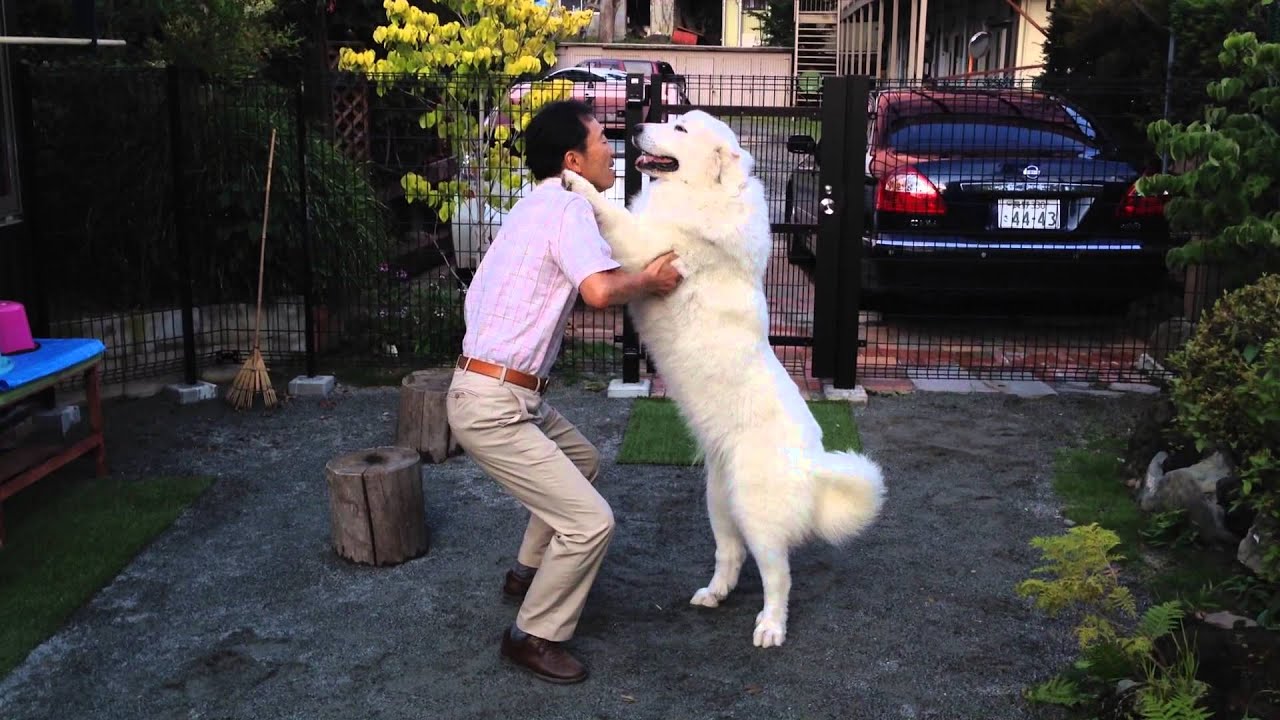 Resultado de imagen para ç¬ great pyrenees è¸ã