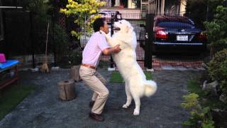 【グレートピレニーズ】ルンルン踊る