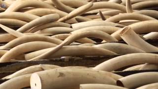 GPS tracking chips gets around ivory smugglers screenshot 5