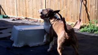 Training English Bull Terriers Introductions Shows Respect From Younger To Older.