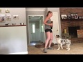 Blue Merle Australian Shepherd Lizzie Learns Tricks Blue Merle Australian Shepherd Lizzie Learns Tricks