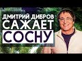 Как посадить сосну? Сажаем сосну с Дмитрием Дибровым.