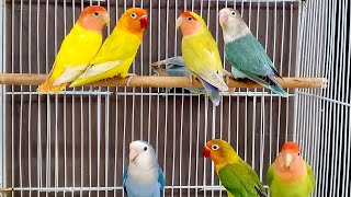 Lovebird Duet: A Symphony of Affection 🐦🎶