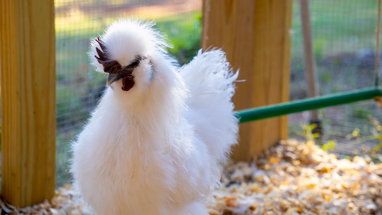 LIVE 4‑Month Silkies Explore the Coop — Cozy Cam