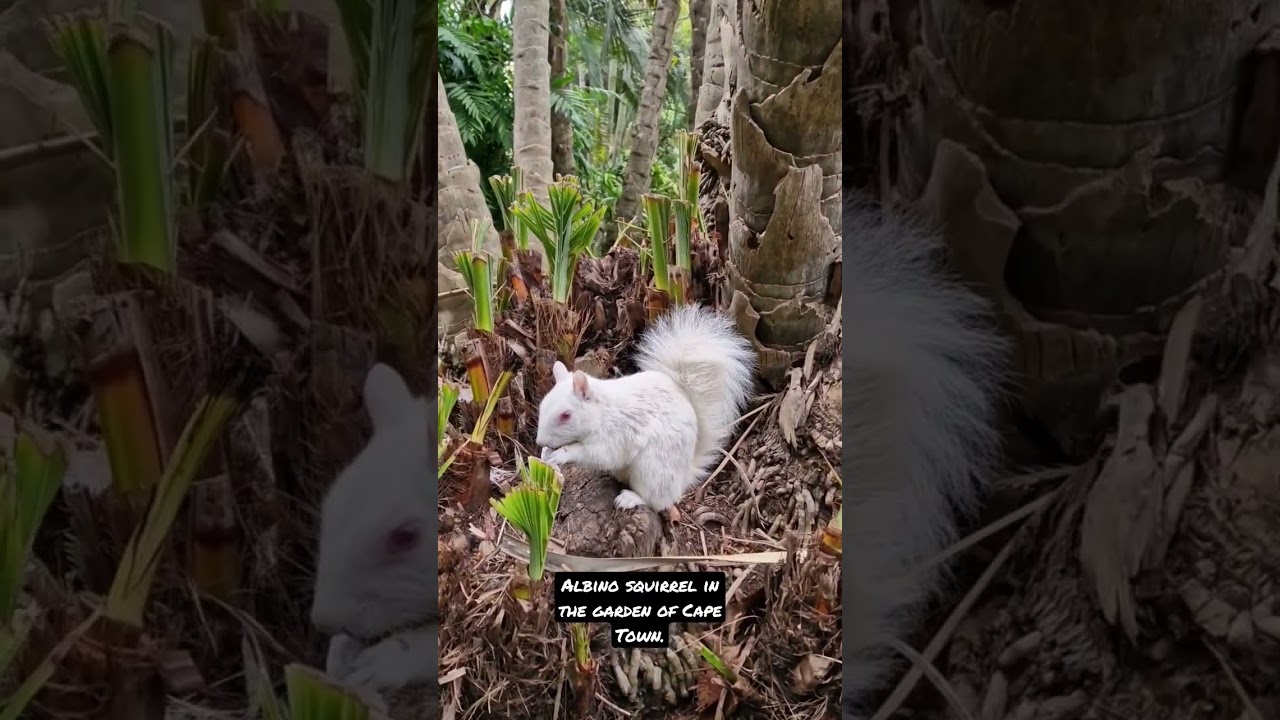 Albino squirrel in the garden of Cape Town.  