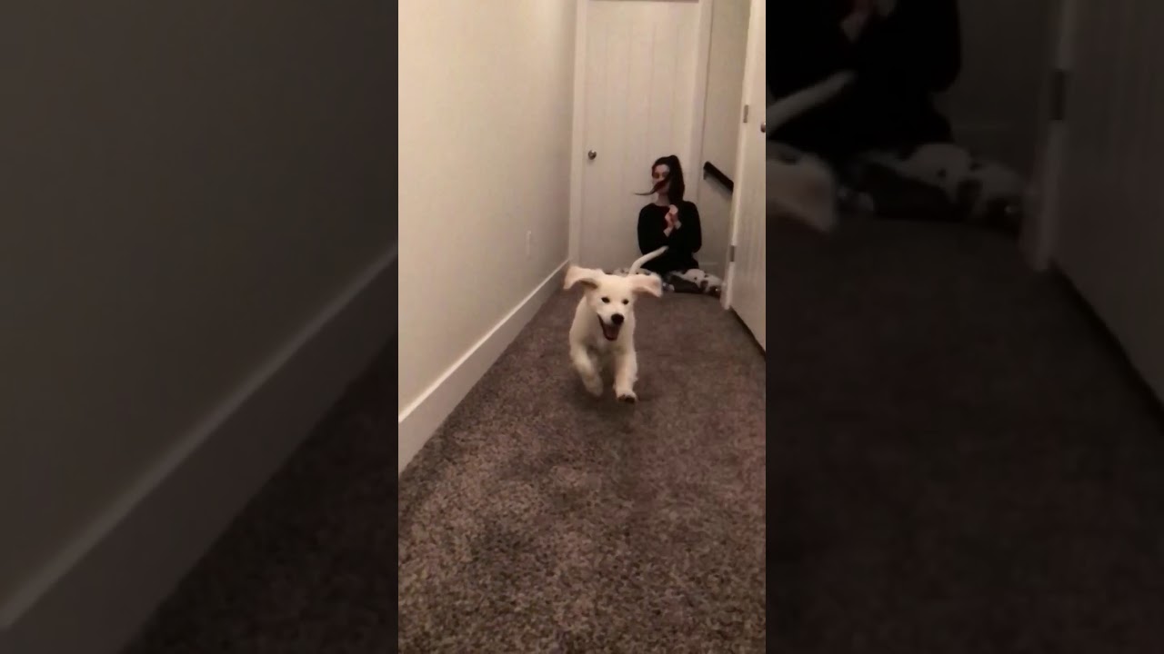 Puppy Reacts to Owner Coming Home - SLOW MOTION