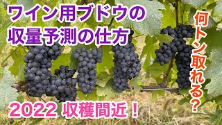 【圃場管理】ワイン用ブドウの収穫予測の仕方をご紹介します！！