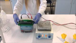 Western Blot - Theory and method