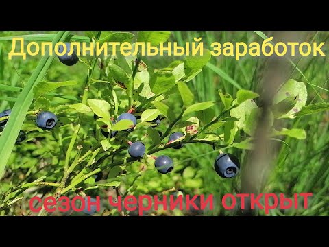 Сбор черники за 3 часа 25 литров