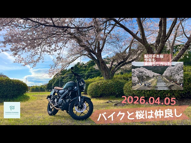 File0305）バイクと桜は仲良し【XSR155】 - YouTube