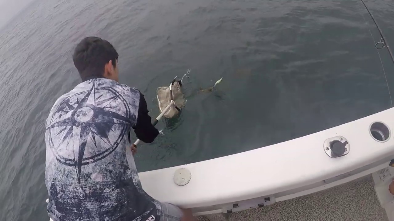 Squid Fishing Jervis Bay [2019] YouTube