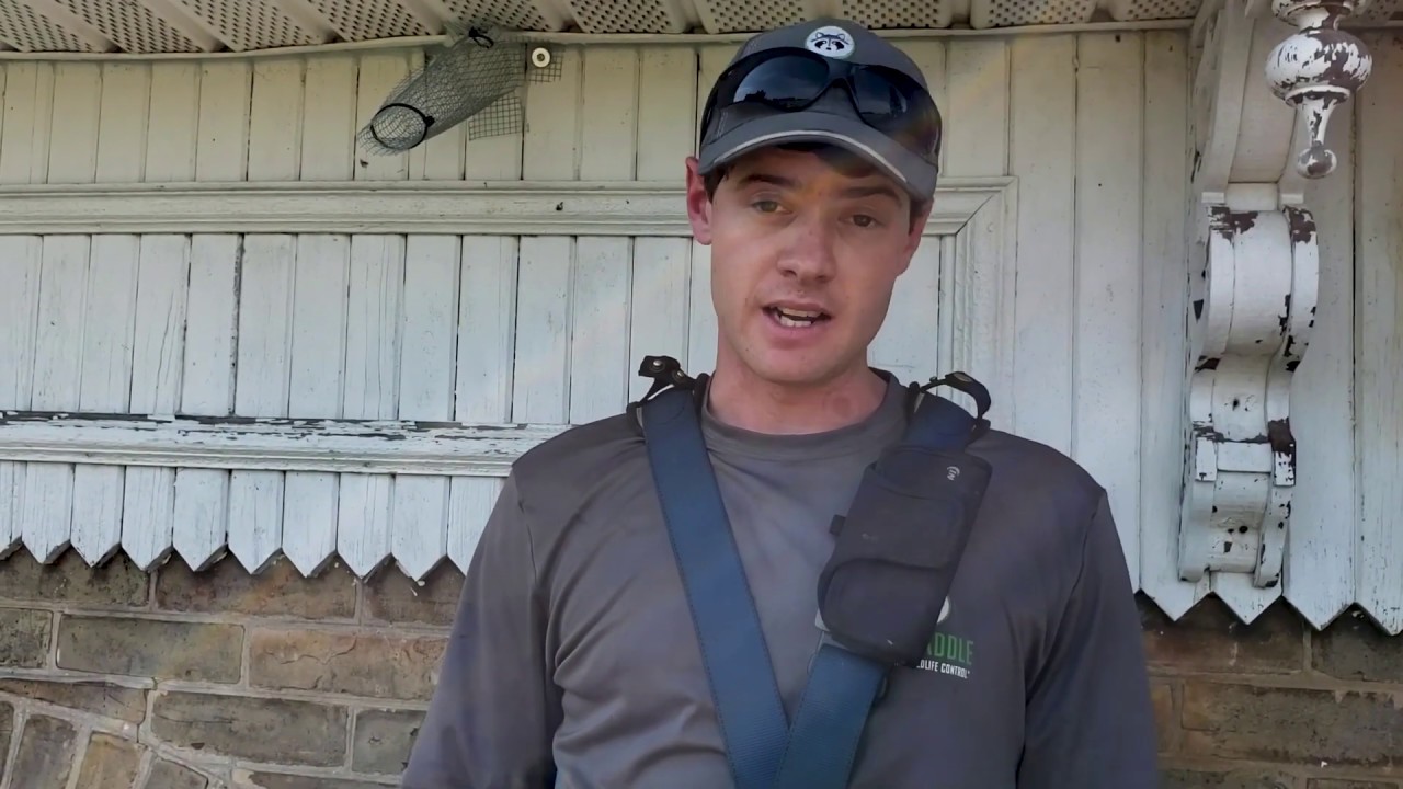 Prevent Bats from Entering Your Home