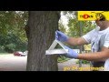Pułapka sadownicza PL-1 szrotówek kasztanowcowiaczek - www.tedan.pl