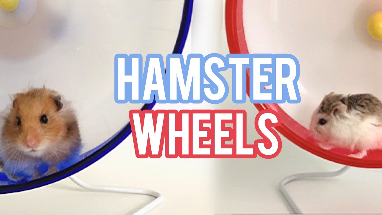 All About Hamster Wheels! Hamster Wheels 101 YouTube