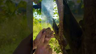 Survival Skills The shows and Useful SaveSOAP &amp; Water#Outdoors #bushcraft #survivalskills