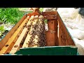 Купили Пчелопакеты из Сочи 2021 Кавказская Горная Серая🐝 И Привезли в Дагестан