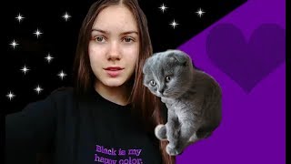 Моя Скоттиш Фолд 💕| Как уговорить родителей купить домашнее животное Моя Скоттиш Фолд 💕| Как уговорить родителей купить домашнее животное