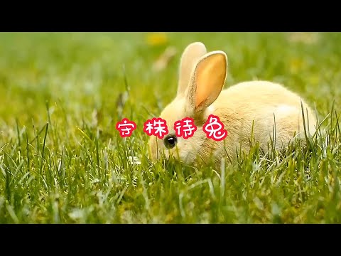 成语故事《守株待兔》