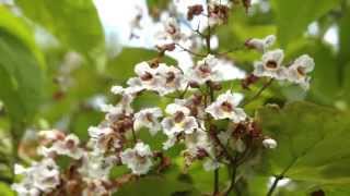 Catalpa x erubescens 'Purpurea' video