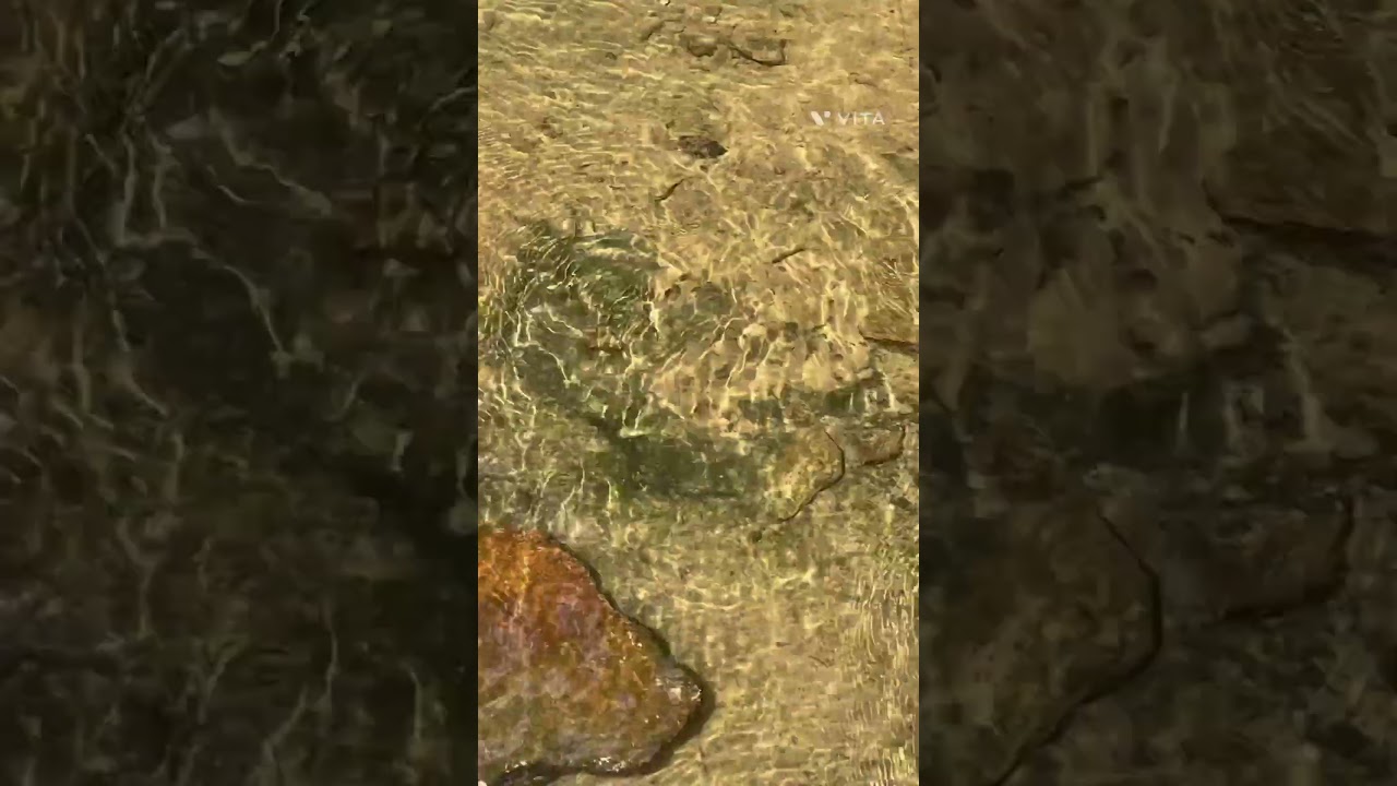 For full video and more about mudpuppies see the link in the comments. 