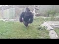 Gorilla charging at zoo barrier breaking glass 2016