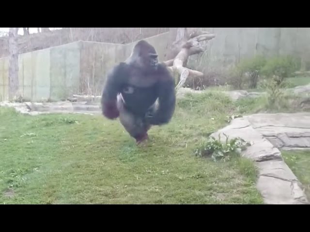 Gorilla charging at Zoo Barrier, Breaking glass 2016 class=