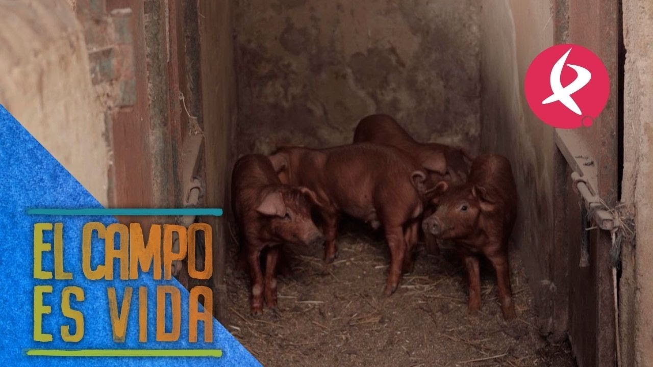 Nacen cerditos en la finca de Chabeli | El campo es vida