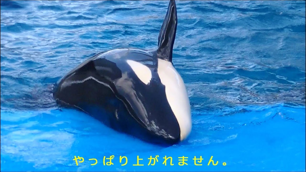 シャチの赤ちゃん 名前はリンちゃん 名古屋港水族館 大人のマネをしている様子 Youtube