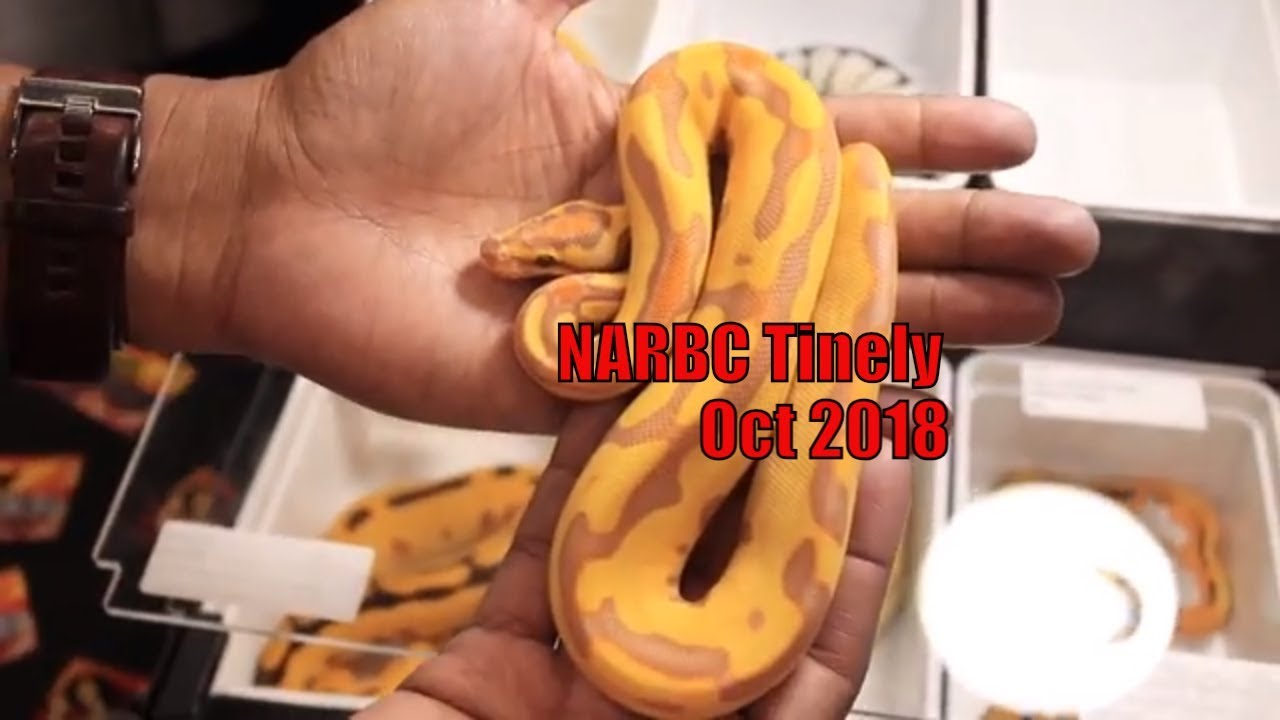 NARBC Tinley 2018 Part 1