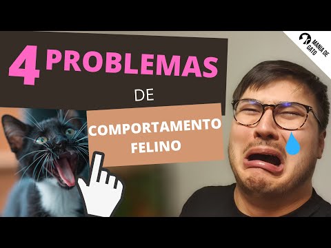 Vídeo: Problemas De Comportamento Pediátrico Em Gatos