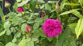 30 year old rose in my garden | Bourbon | David Austin cuttings