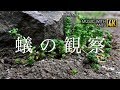 【蟻の観察】Observation of Ants, 4k, iPhone & α6500 + Distagon 2.8/28