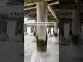 Czy natura nie jest piękna ? #gdansk #polska #dc #fyp #reels #shorts