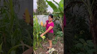 panen jagung dikebun sepetak depan rumah‼️ #minivlog #adayinmylife