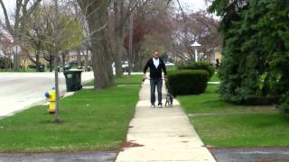 Niles Illinois Puppy Training 4Month Pitbull -Masterpaw