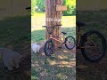 pls subscribe im a up and coming bmx YouTuber once I heal #bmx #viral #famous #injury #love #bike
