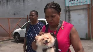 Long Island Pet Store Helps Ease Pain of Veteran Who Lost Her Dog | NBC New York