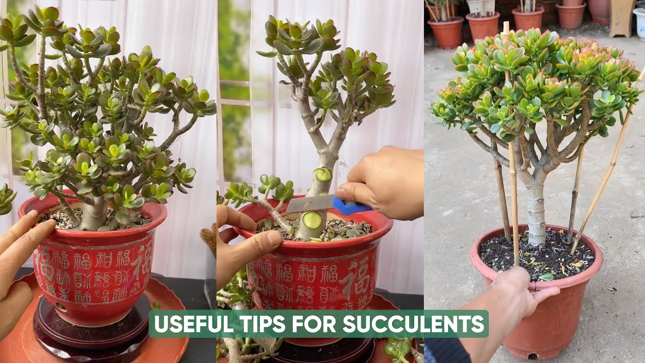 Easy Succulent Plants Care for Beginners! | 다육이 | 多肉植物