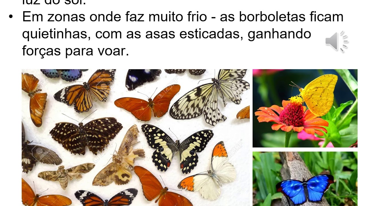 Qual O Coletivo De Borboleta - FDPLEARN