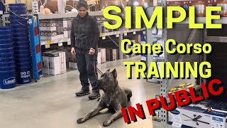 CANE CORSO in public. THE SIMPLE training everyone can do #canecorso #dogtraining #dog by Ivy League Cane Corso Kennel 2,934 views 3 months ago 4 minutes, 31 seconds