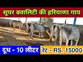 Desi Cow Available for Buyers in Very Resnable Rate, Near-Hisar, Haryana