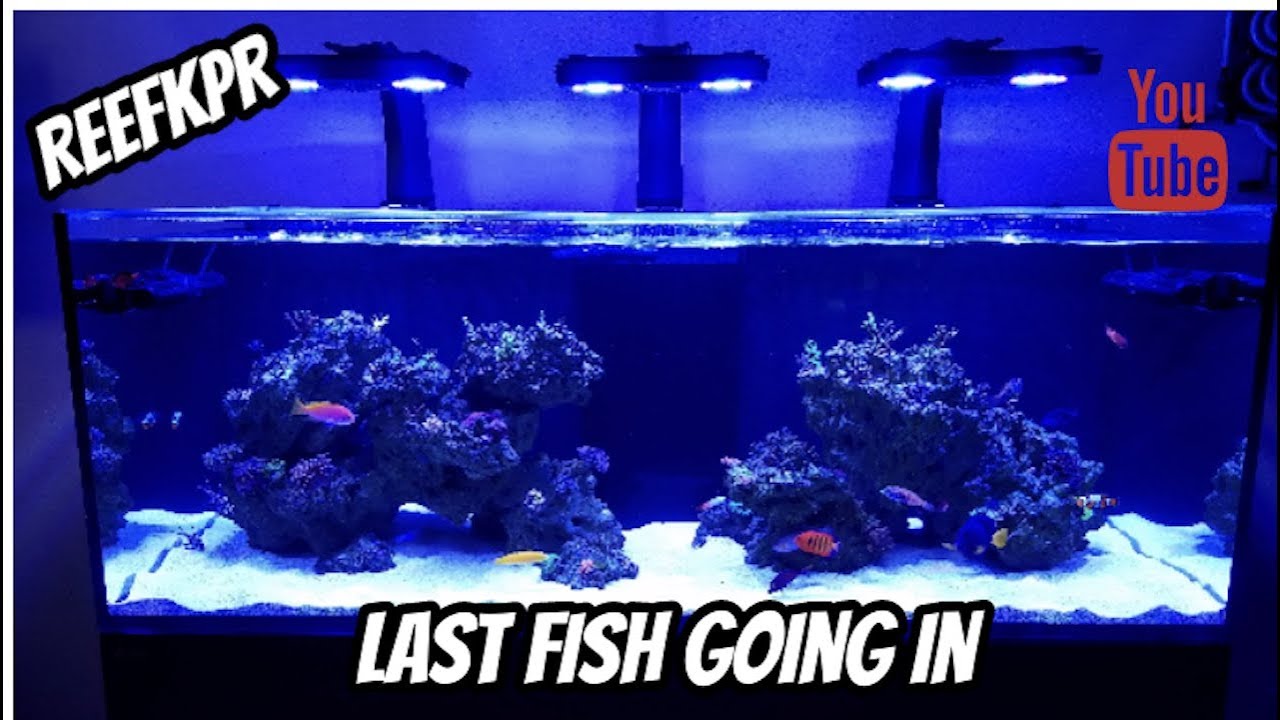 reef tank cycle It's going Down! Fish stocking complete!