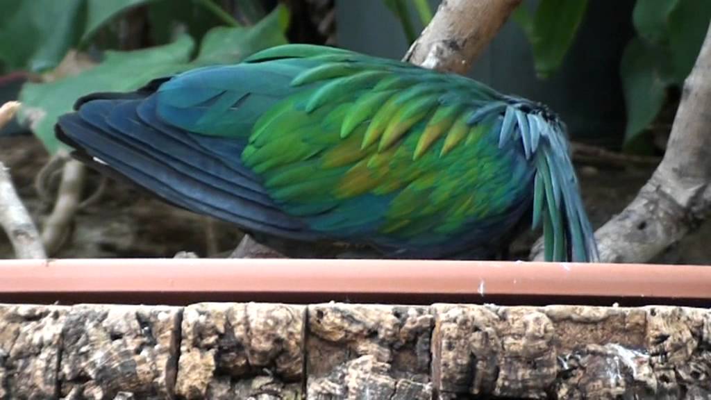 Nicobar pigeon(Caloenas nicobarica)