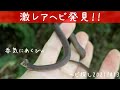 蛇採取2021!#13〜激レアタカチホヘビ!〜【蛇探し、捕獲】♦️Journey to catch snakes 2021!#13〜Super rare snake〜