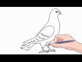 How to Draw a Dove Easy Step by Step