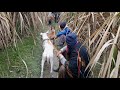 Hunting wailld boar with dog soor ka shakier 2024