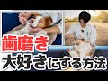【保存版】我が家の犬が歯磨きを“大好き”になった教え方を徹底解説します【犬のしつけ】