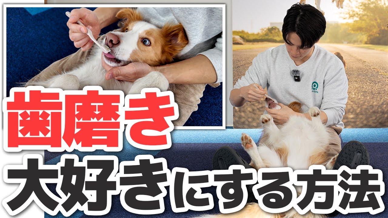 【保存版】我が家の犬が歯磨きを“大好き”になった教え方を徹底解説します【犬のしつけ】
