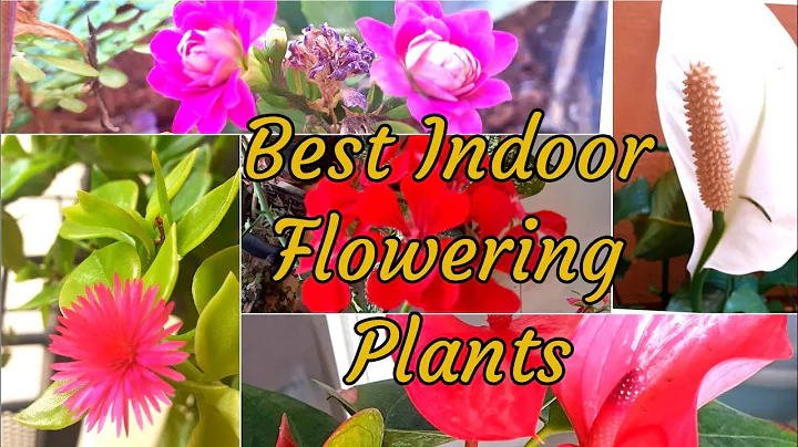 Best Indoor Flowering Plants With Names II Grow Indoor Flower Plants Without Sunlight II